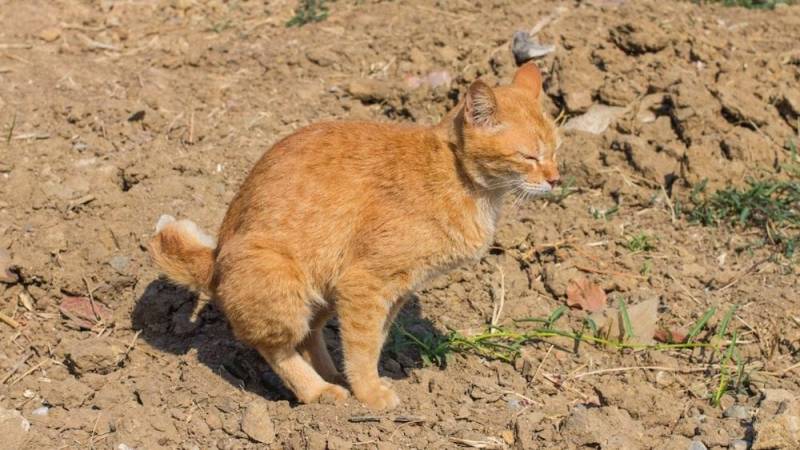 Mach dein “Geschäft” wie die Tiere: in eine kleine Kuhle und schütte danach Erde darüber