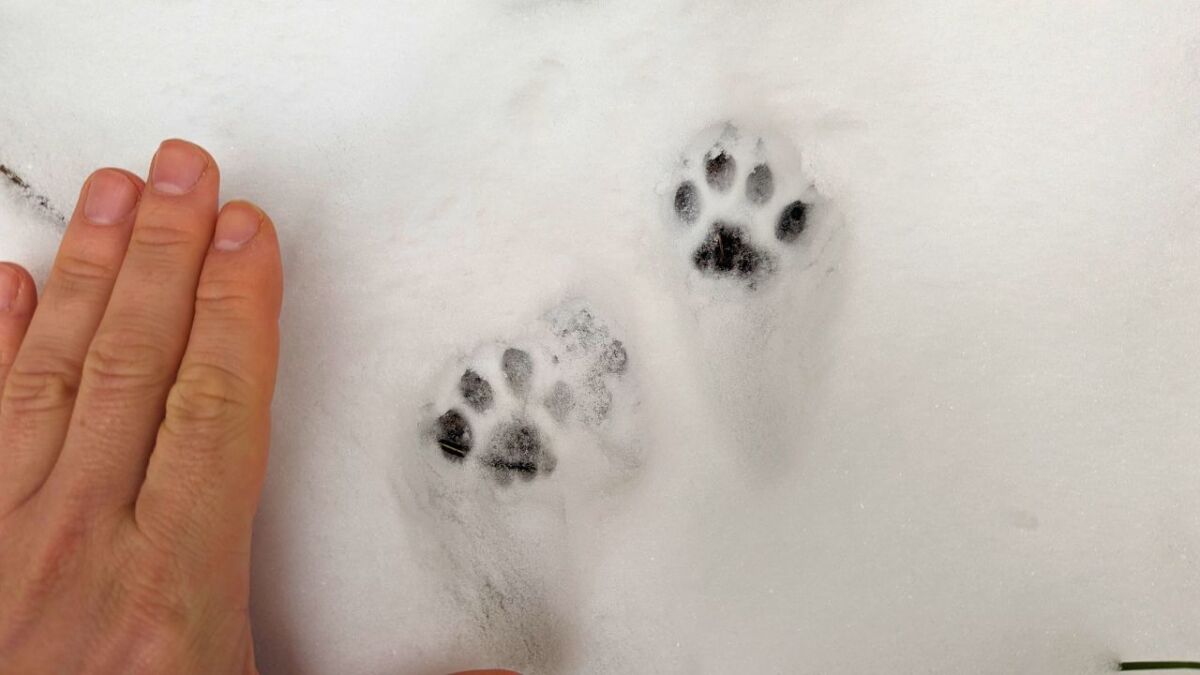 Trittsiegel von der Katze im Schnee