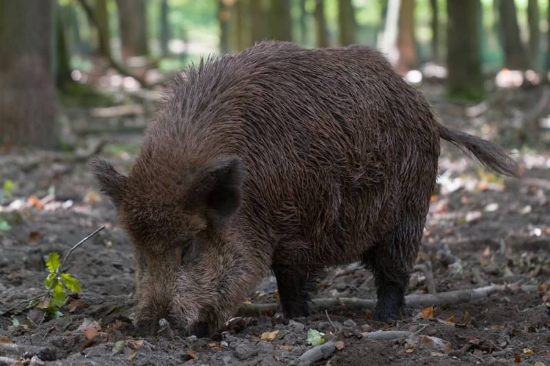 Boar