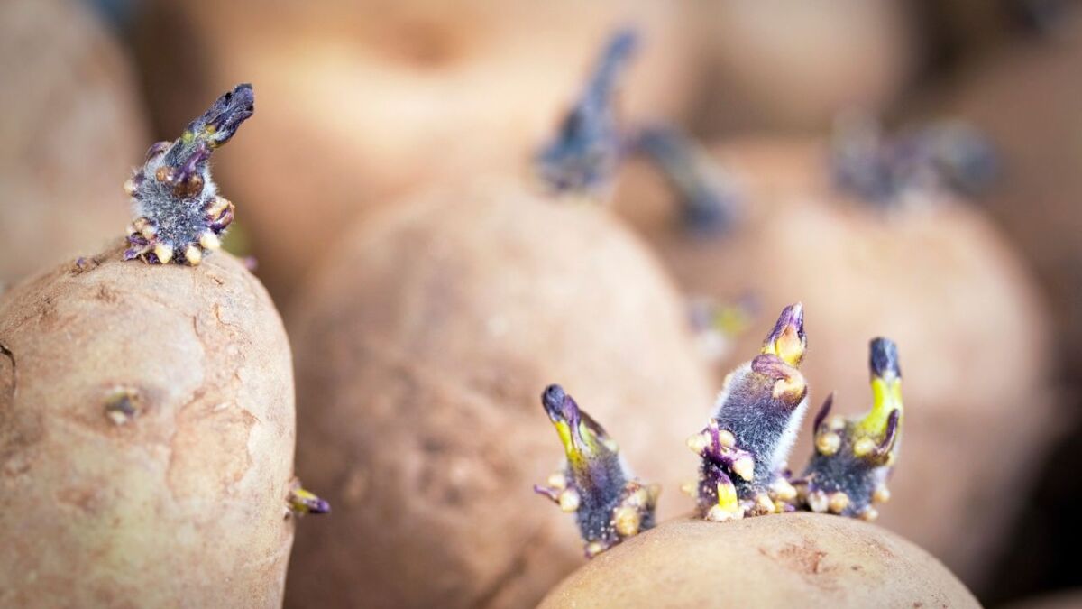 Wenn Kartoffeln keimen, sind sie falsch gelagert wurden