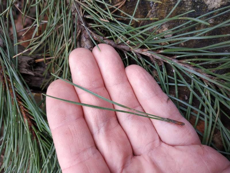 Native pine trees are recognized by their needle bases having multiple needles