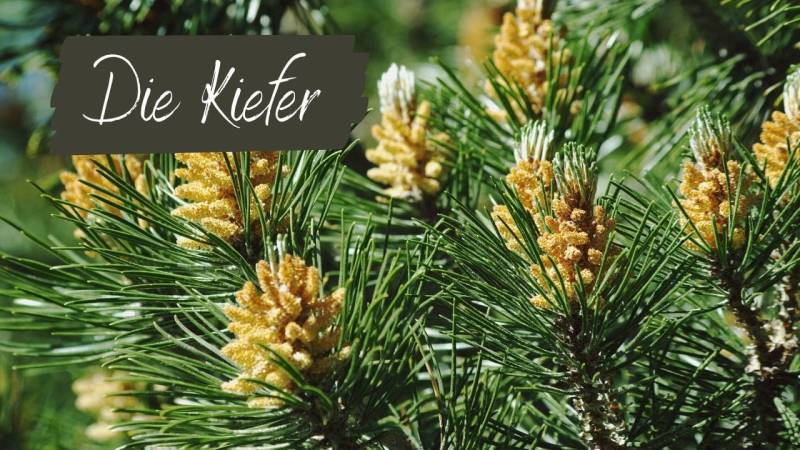 Young tips of pine, spruce and Douglas fir are perfect for tea