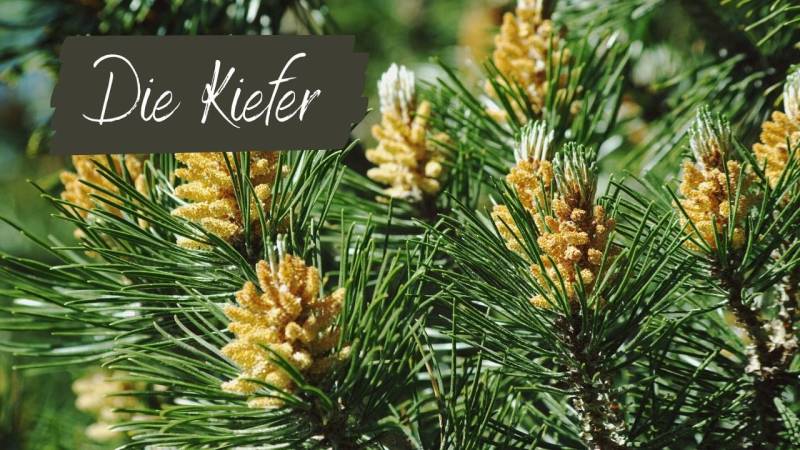 Die Kiefer – Zunder, Kleber, Tee