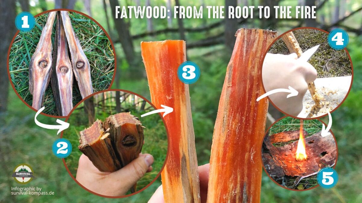 Fatwood: From Root to Fire, an infographic of the steps