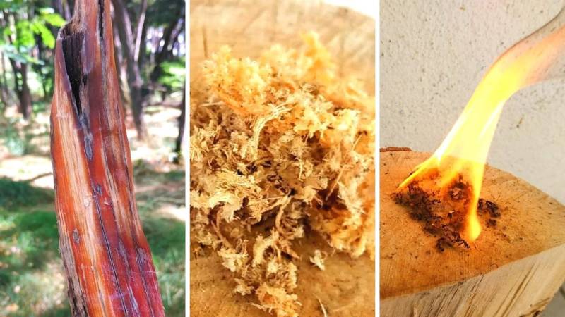 Fine scraped fluff from resin-soaked wood (fatwood) is a perfect tinder