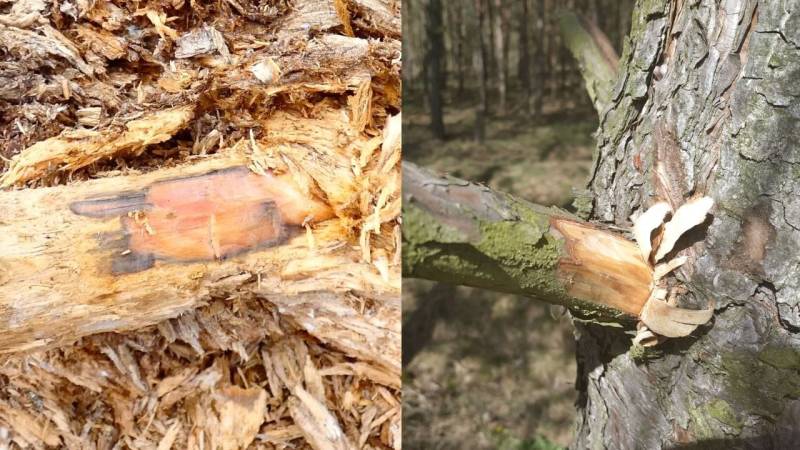 You can also find fatwood at the point where a branch leaves the trunk.