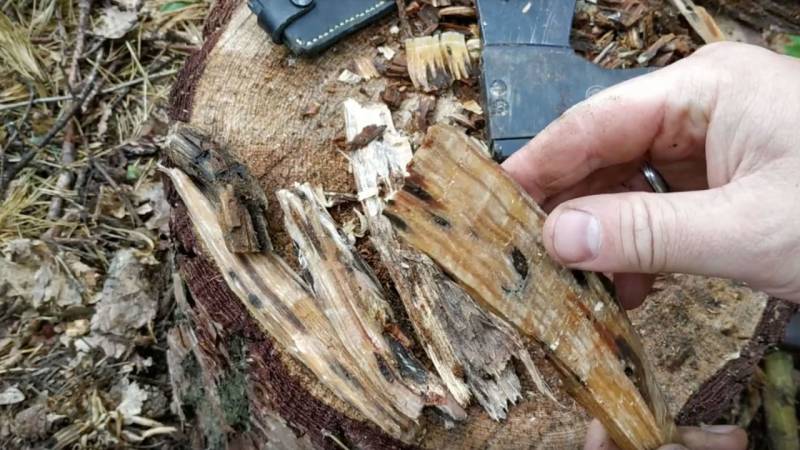 Das Holz zerlegst du in handlichen Stücke. Ein Stück reicht für viel Zunder. Das Holz zerlegst du in handlichen Stücke. Ein Stück reicht für viel Zunder.