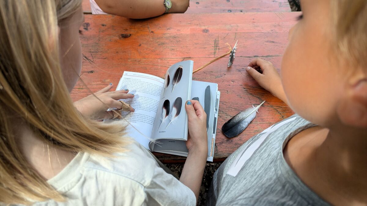 kinder schauen in buch nach federn