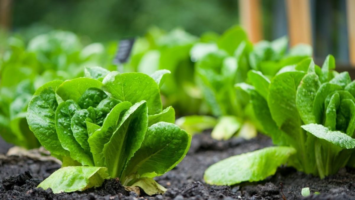 kleine salatkoepfe romanasalat