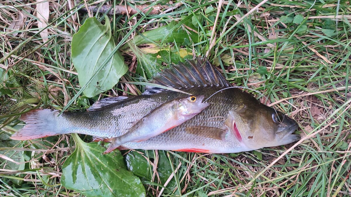 Rare to see: This perch ate my catch and was then on the hook