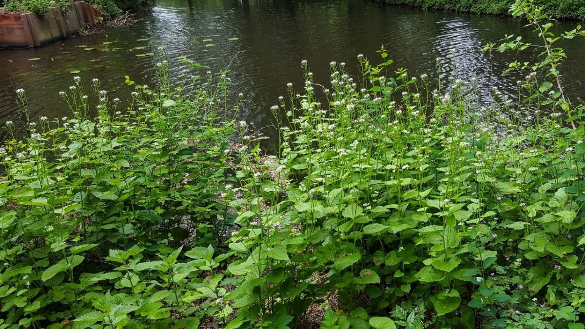 Die Knoblauchsrauke mag es gerne feucht