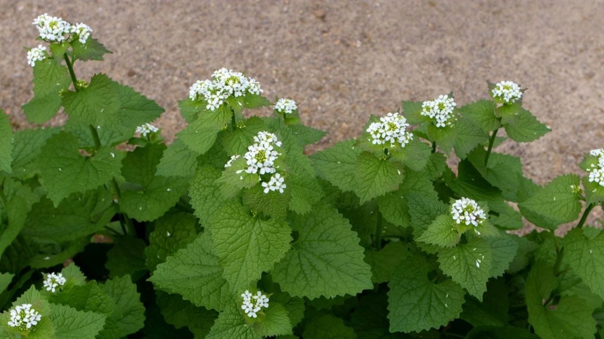 A colony of garlic mustard on a house wall