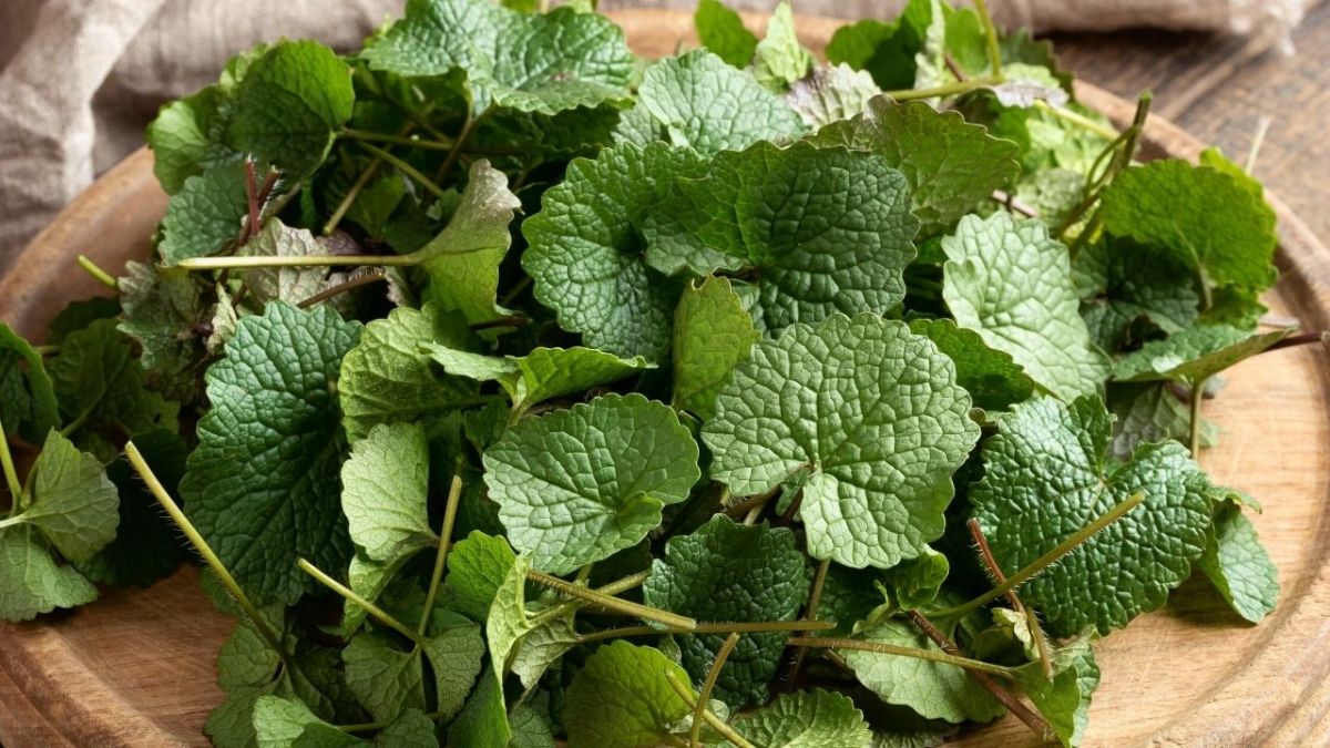 Garlic Mustard Leaves for Oil