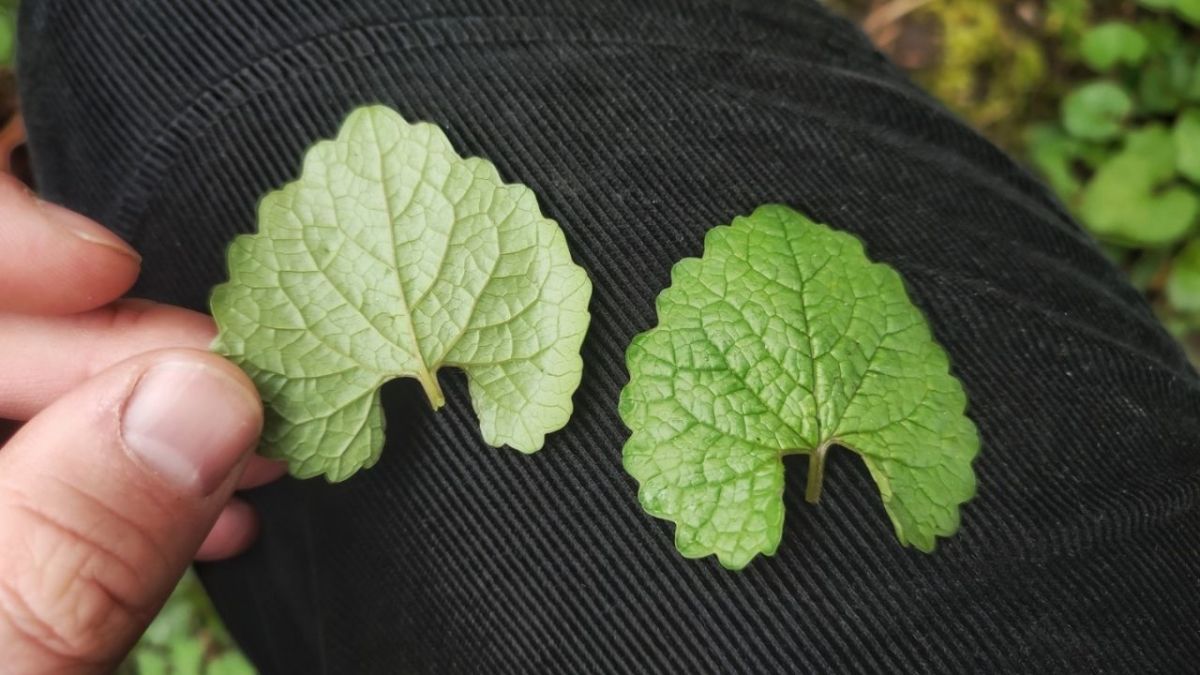 Here you can see that the underside of the leaf (left) is lighter than the upper side (right)