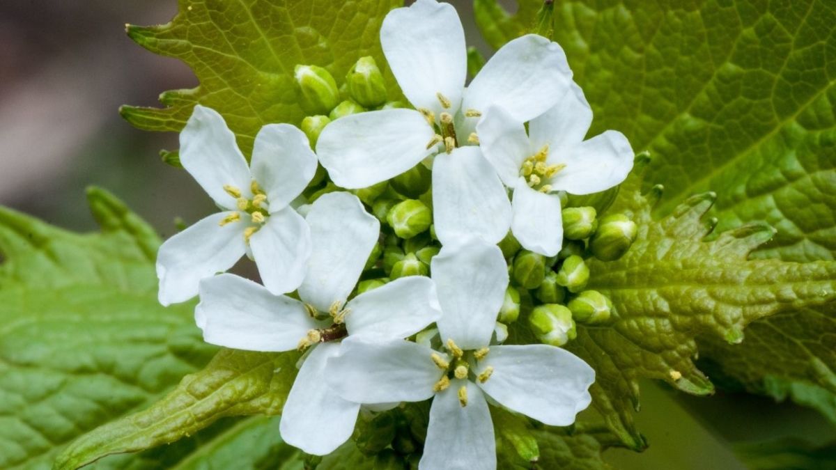 The flower of garlic mustard