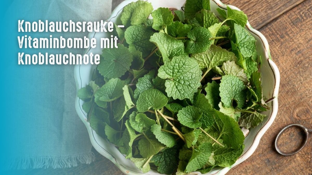 Garlic mustard is commonly used as a spice and can be eaten raw or cooked. The plant can also be used as a medicinal herb, with the leaves used for their anti-inflammatory properties.