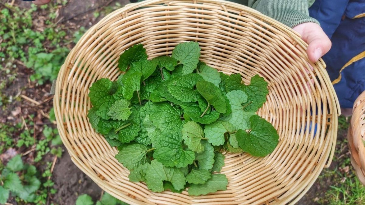 Garlic mustard: appreciated in Europe, unwanted in North America