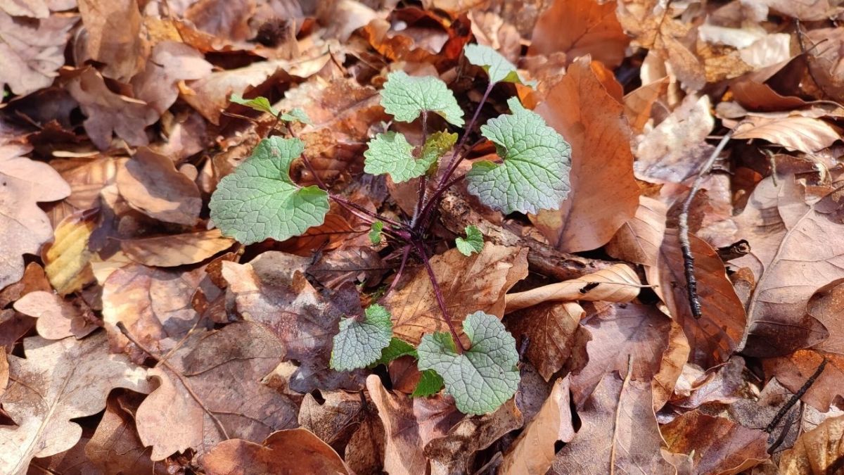 Here I found the garlic mustard in the forest at the beginning of April