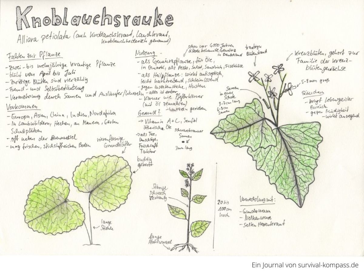 Mein Nature Journaling zur Knoblauchsrauke