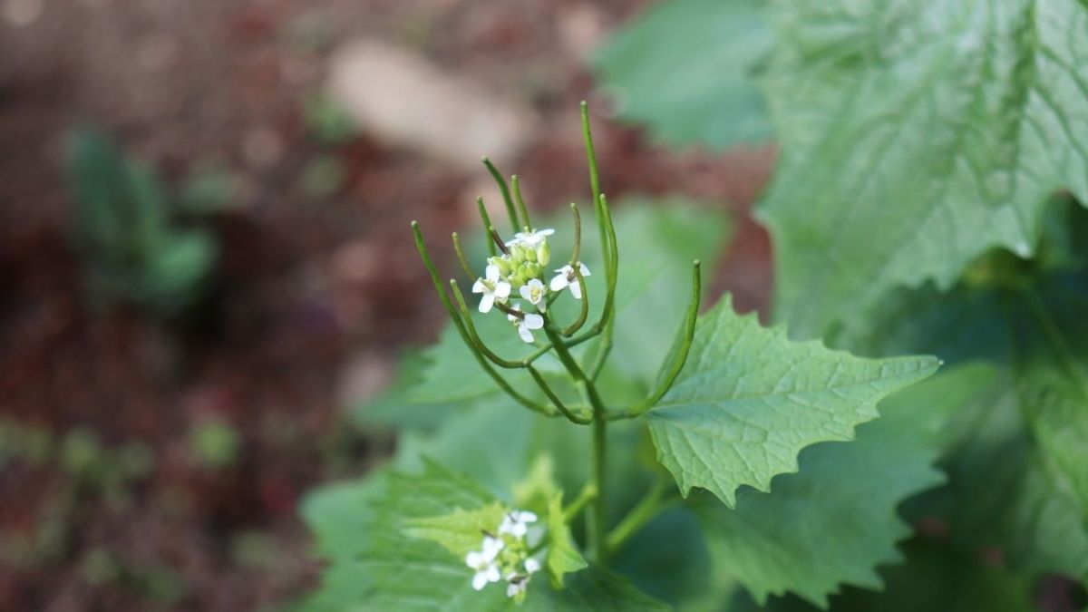 Although everything about garlic mustard is edible, I didn't care for the taste of the flower.