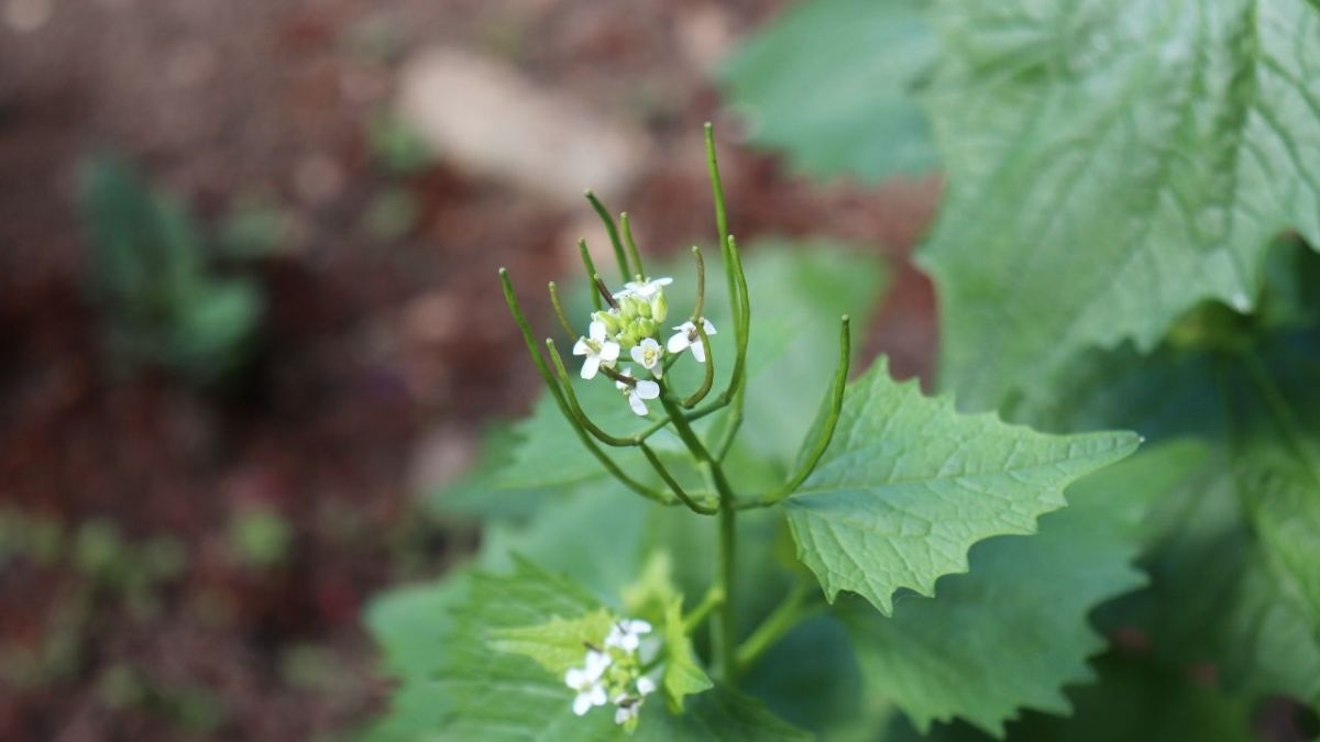 Obwohl alles an der Knoblauchsrauke essbar ist, war die Blüte nicht mein Geschmack