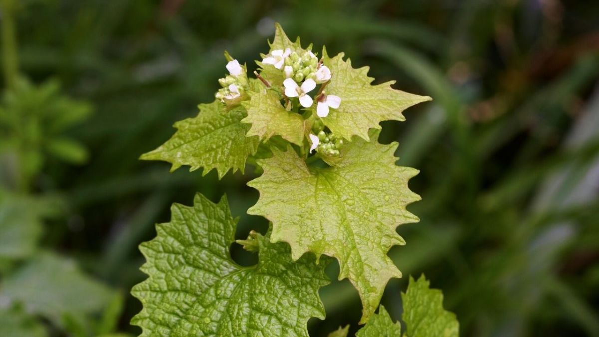 The garlic mustard: delicious wild herb, easy to find