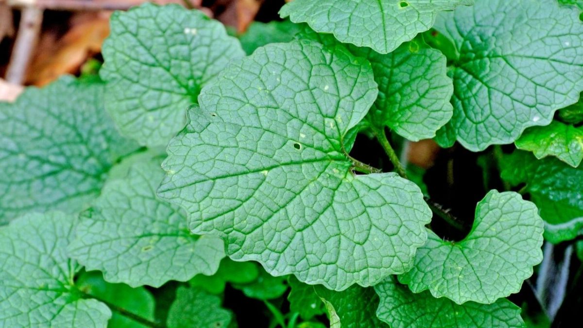 Garlic mustard tastes best when fresh