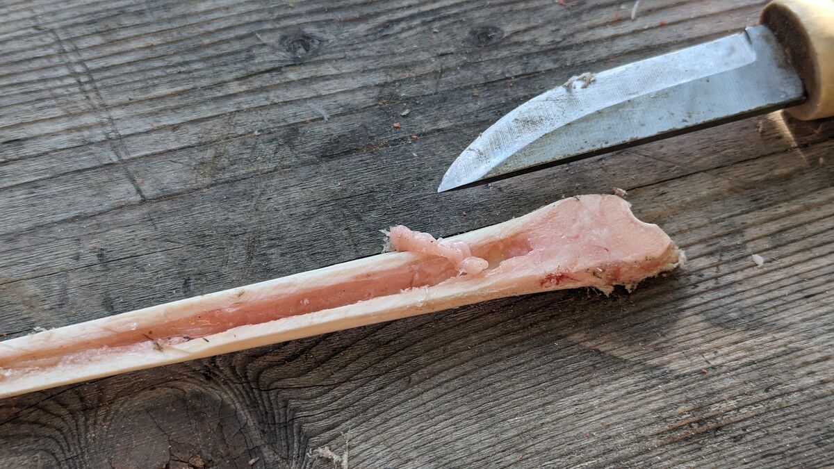 Wildverwertung: Was du aus einem Reh alles machst knochenmark