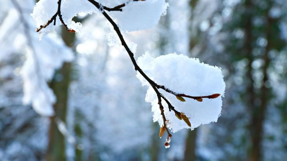 Die frischen Knospen von essbaren Bäumen sind essbar