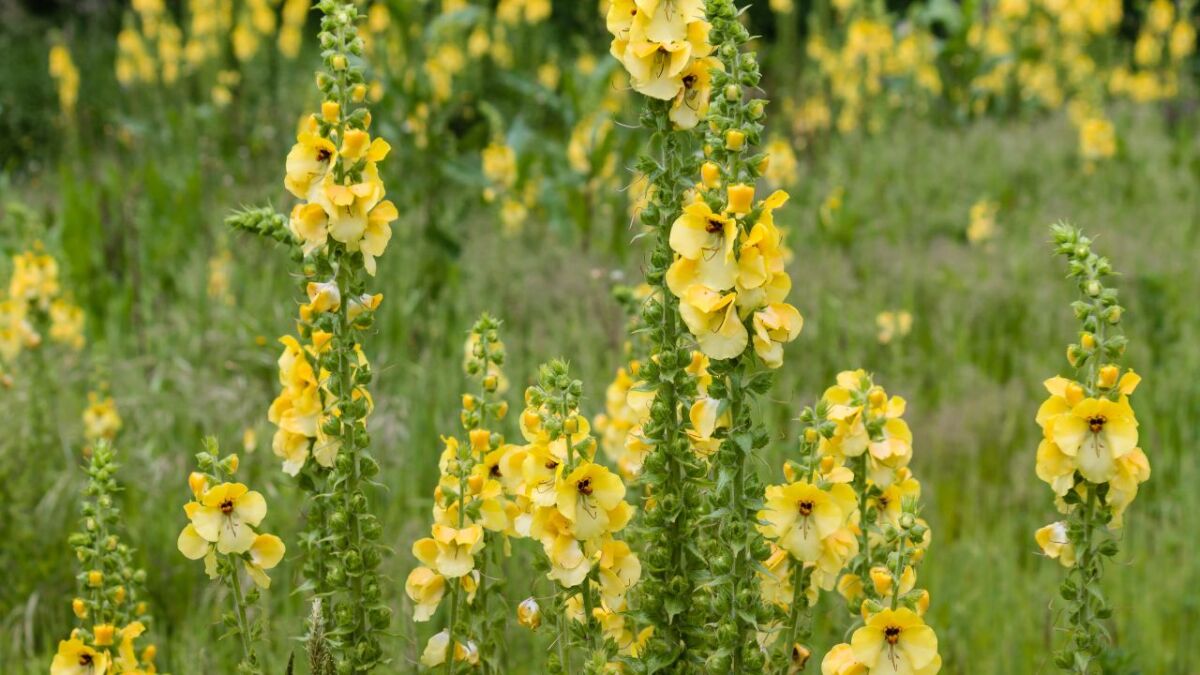 Geschlossene Blüten: Schlechtes Wetter im Anmarsch! Die Königskerze schließt ihre Blüten bei erhöhter Luftfeuchtigkeit, um sich vor Regen zu schützen.