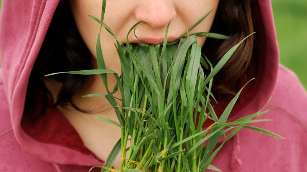 Can humans eat grass and if not why not?