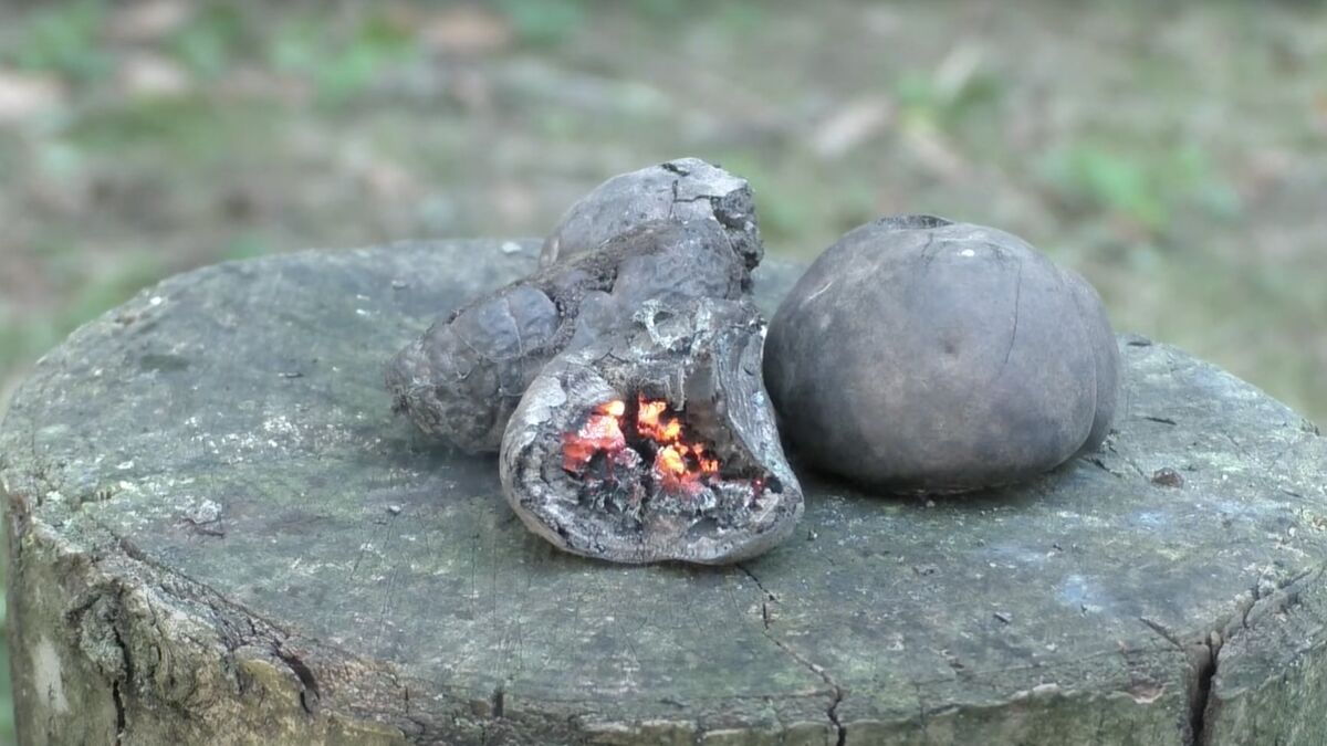 Eine Glut aus einem Kohlen-Kugelpilz, bereit zum Feuermachen.