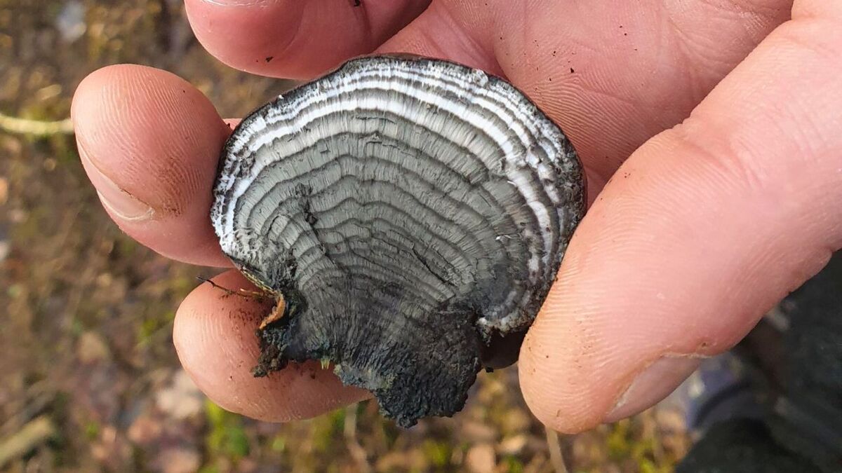 The inner structure of a cut-open carbon ball fungus shows the typical concentric rings.