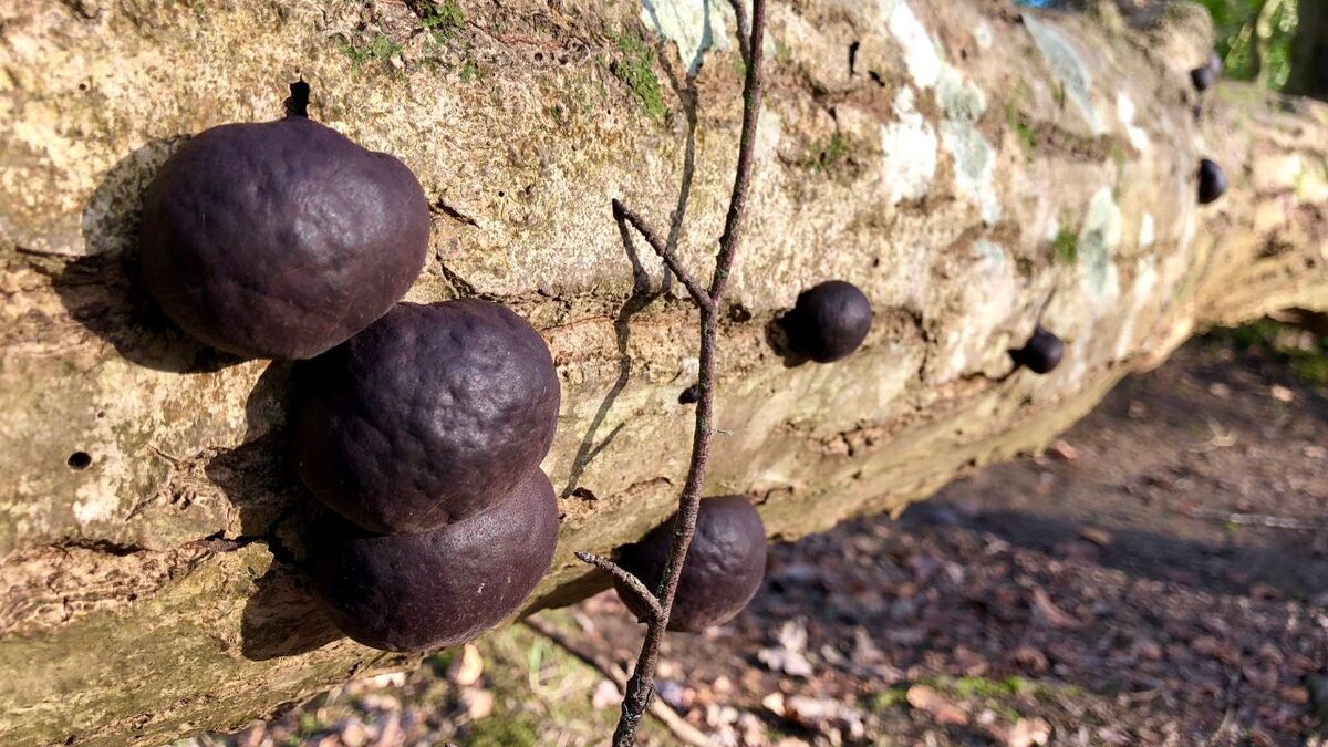 Close-up of the characteristic black, spherical fruiting bodies of Daldinia concentrica.