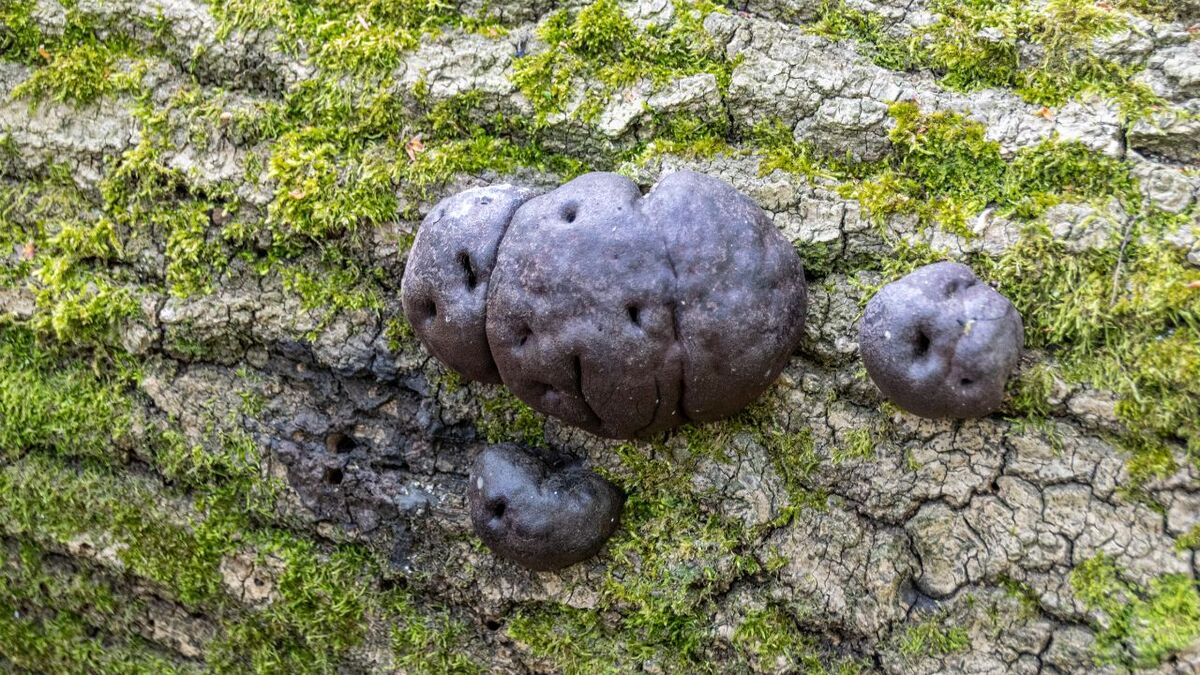 The carbon ball fungus as part of the forest ecosystem: Its role in wood decomposition