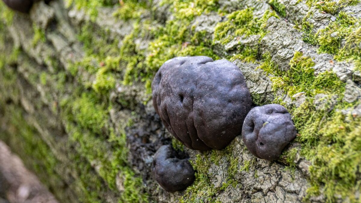 Various growth stages of the carbon ball fungus on a dead branch.