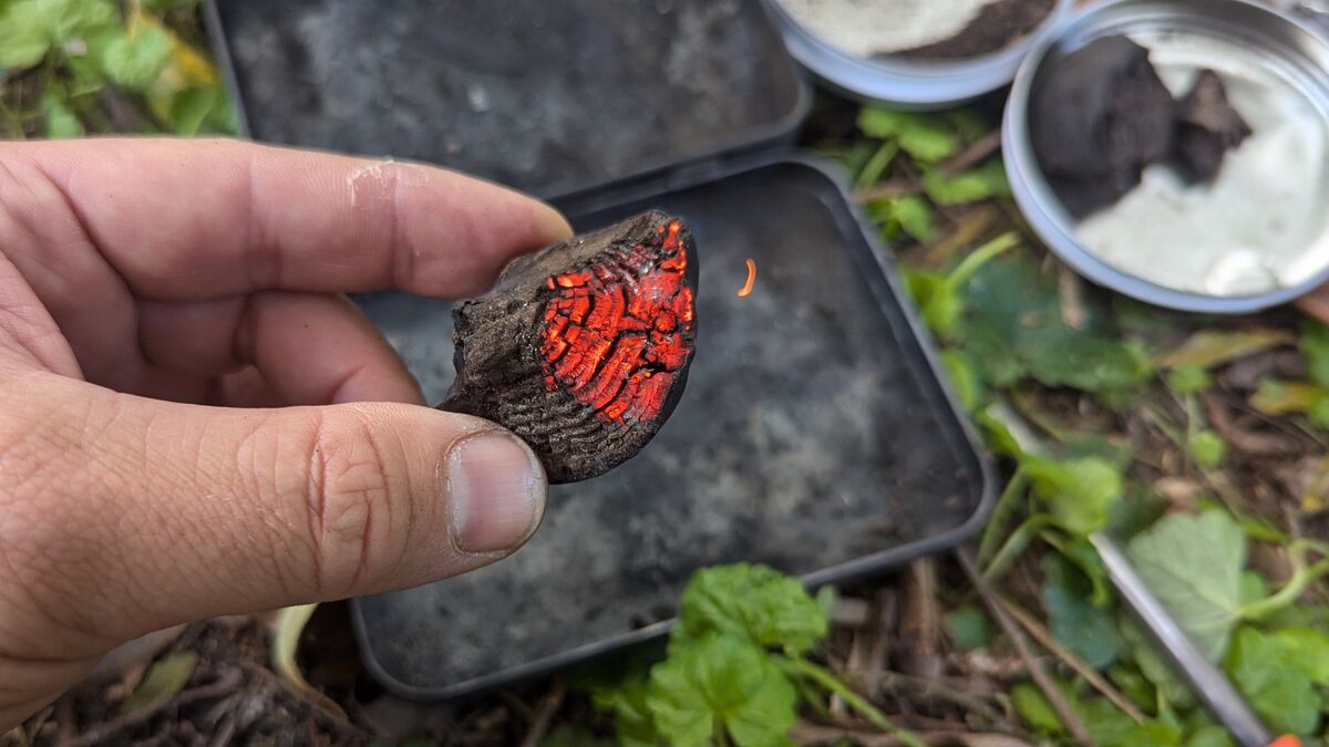 Der Kohlen-Kugelpilz: Dein unerwarteter Held im Wald - Entdecke Natur's Feueranzünder