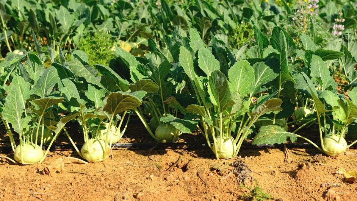 kohlrabi