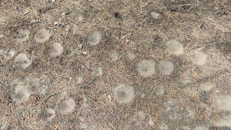 krater von ameisenloewen