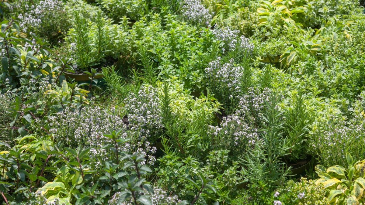 The herb layer is the lowest vegetation level, often thriving in shade. It provides an excellent buffet for all kinds of insects and can be a great source of nectar and pollen for pollinators and other insects. The herb layer can be used for growing herbs and edible flowers.