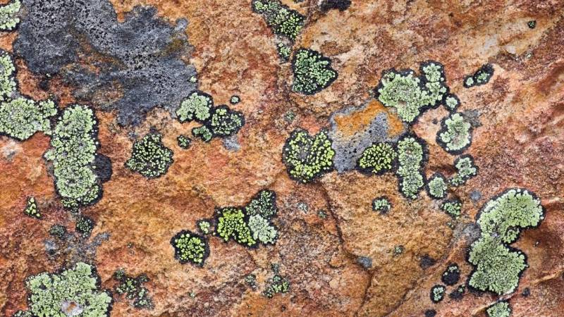 A crustose lichen