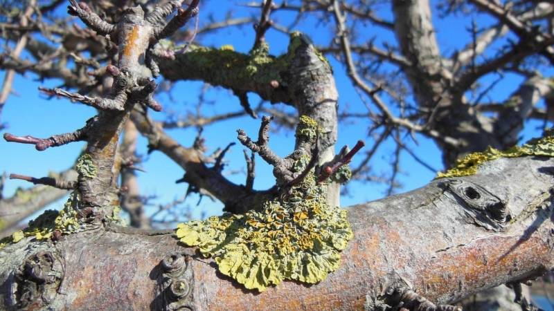 A foliose lichen