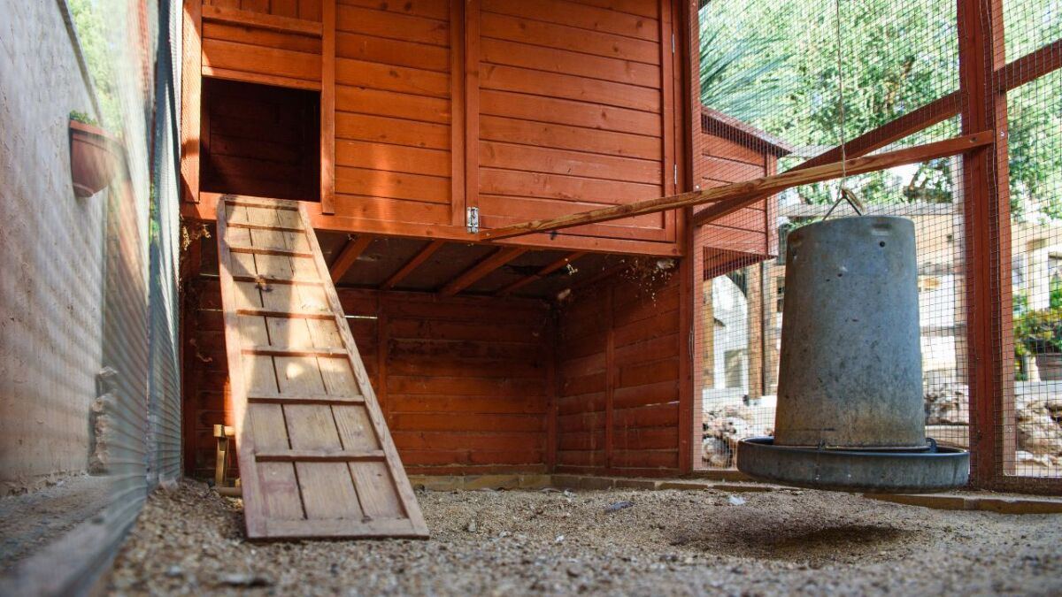 A chicken coop is a place where chickens live and lay eggs. It is important to clean the coop regularly as feces can accumulate, which can contaminate the eggs and make them unsafe for consumption.