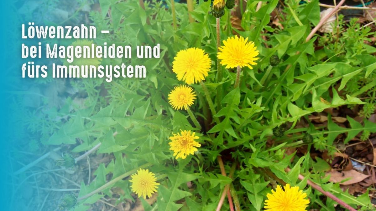 Dandelion was used in many different cultures for its medicinal properties and was once used as a symbol of hope. It was used for a variety of conditions such as liver, kidney, inflammation and diabetes.