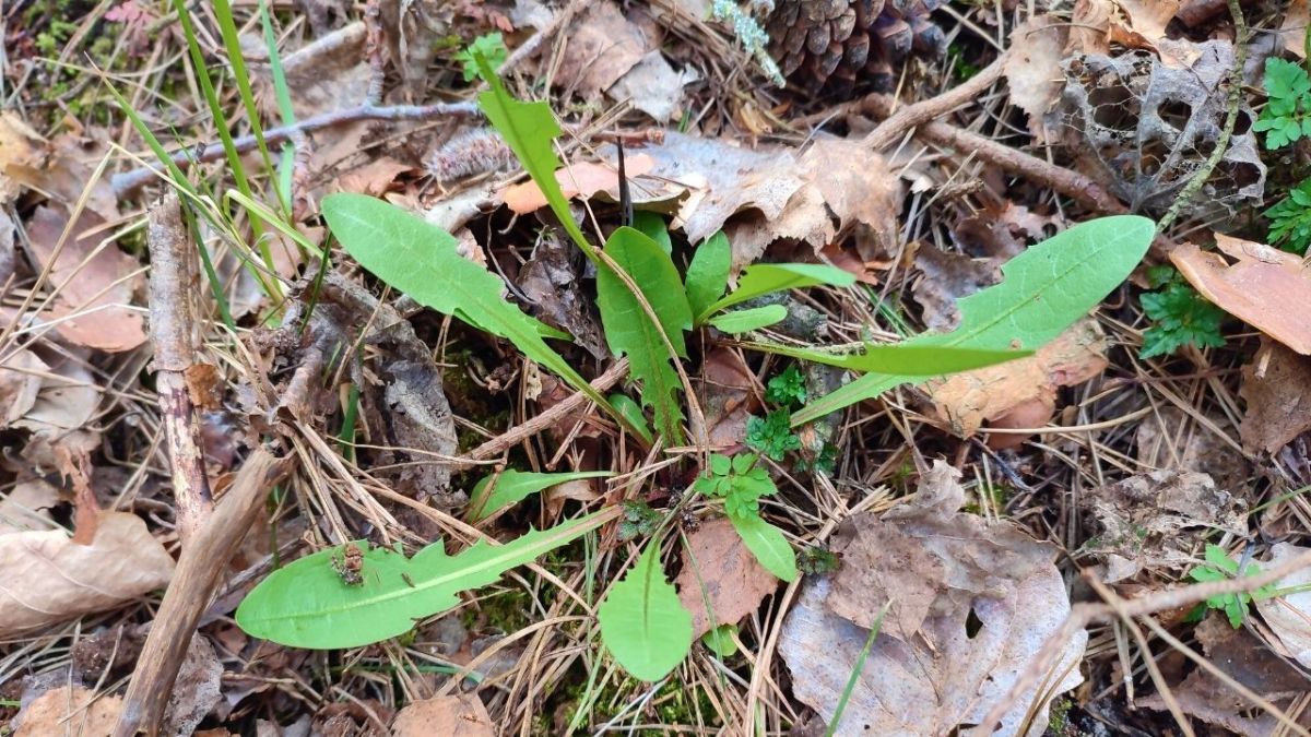 Dandelion grows in the spring and the young leaves are tasty and tender