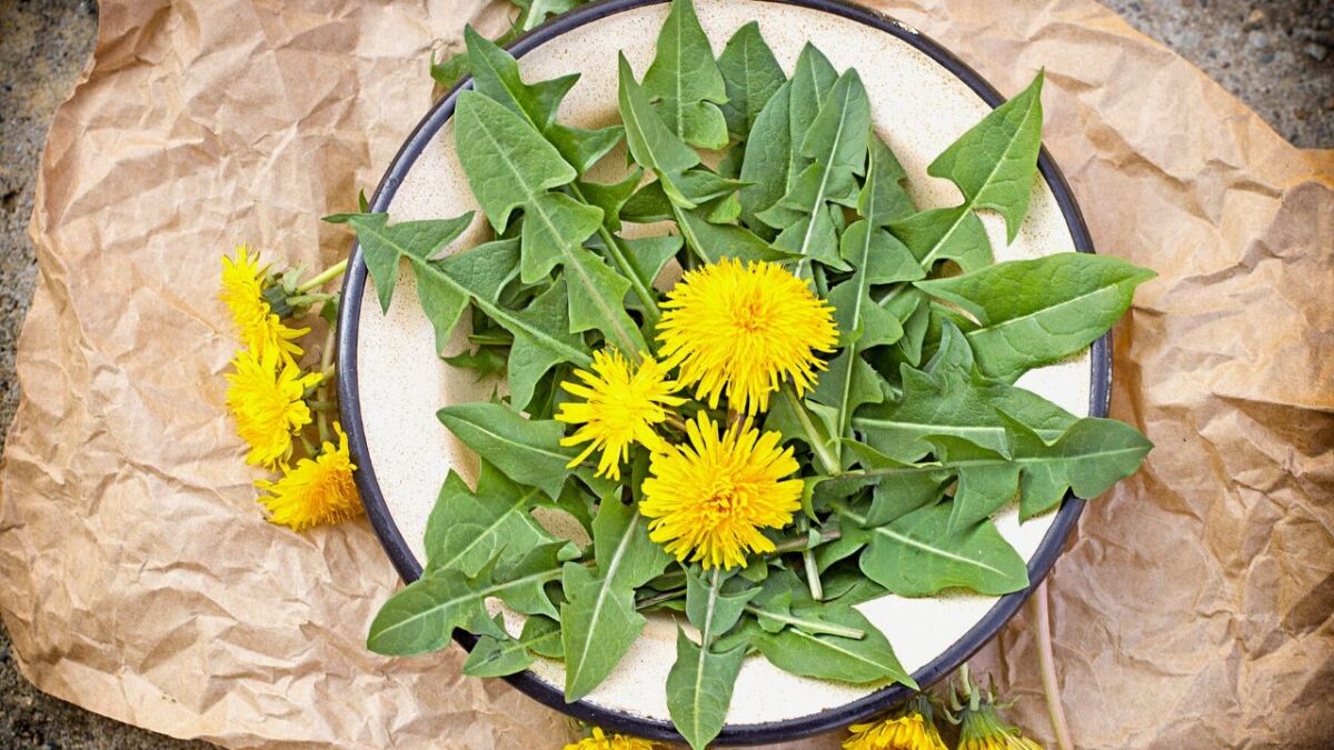 The dandelion: Weed? No! Survival and medicinal plant