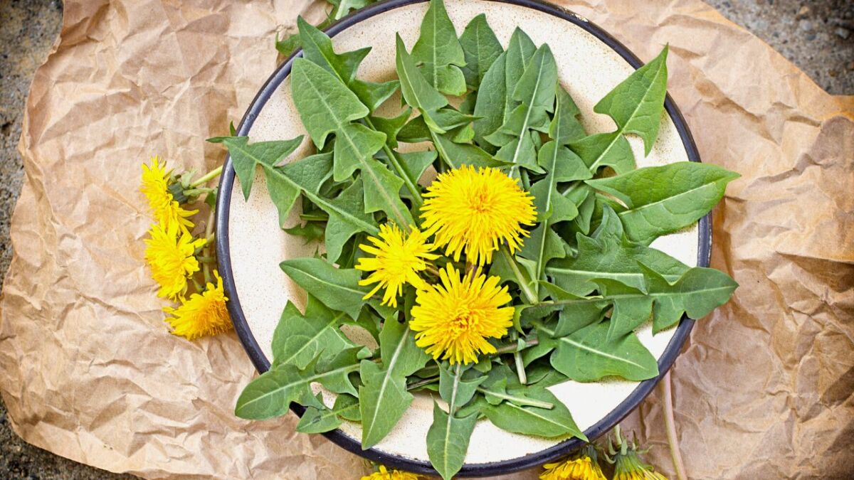 The Dandelion Weed No Survival And Medicinal Plant