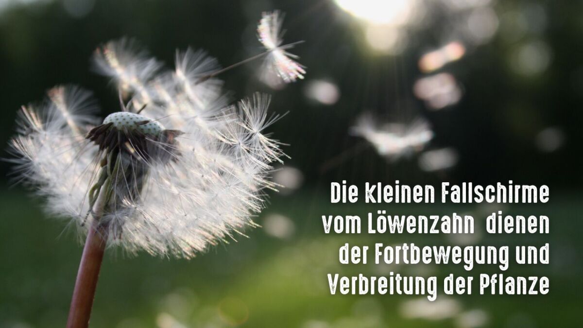 loewenzahn pusteblume