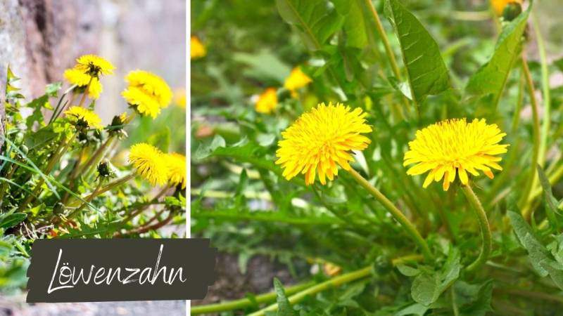 The flowers of the dandelion have a sweet honey-like taste