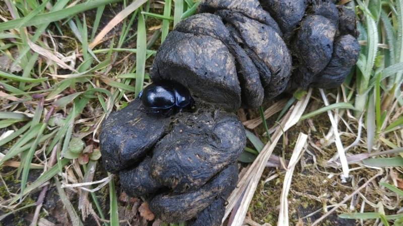 losung wildschwein mit mistkaefer